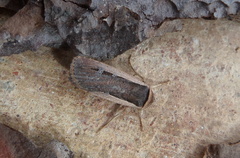 Ochropleura leucogaster