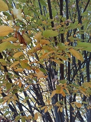 Fraxinus angustifolia oxycarpa