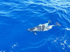 Stenella frontalis