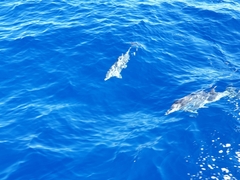 Stenella frontalis