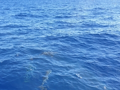 Stenella frontalis
