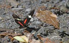 Heliconius clysonymus