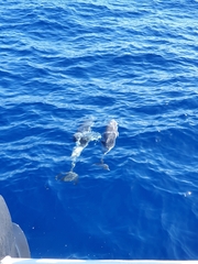 Stenella frontalis