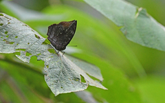 Memphis moruus morpheus
