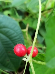 Cucumis maderaspatanus