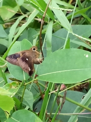 Hasora badra