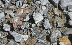Erynnini