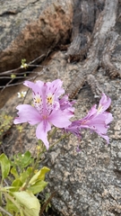 Alstroemeria violacea