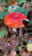 Amanita muscaria muscaria