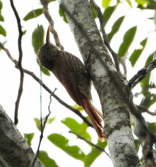 Lepidocolaptes fuscicapillus fuscicapillus
