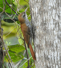 Lepidocolaptes squamatus