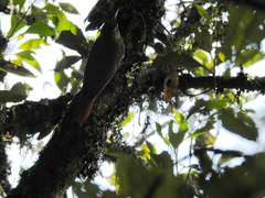 Lepidocolaptes falcinellus