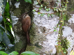 Dendrocolaptes platyrostris