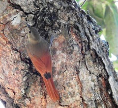 Sittasomus griseicapillus