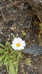 Nolana baccata