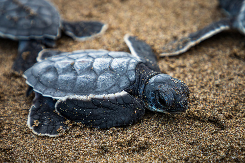 Green Sea Turtle, photo 10 of 10