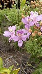 Alstroemeria violacea