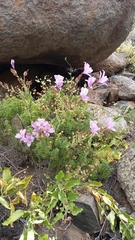 Alstroemeria violacea