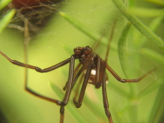 Latrodectus tredecimguttatus