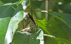 Archaeoprepona chromus