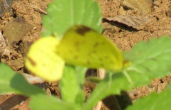 Eurema hecabe solifera