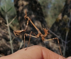 Empusa fasciata
