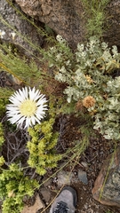 Plectocephalus chilensis