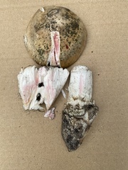 Amanita mutabilis