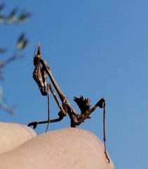 Empusa fasciata