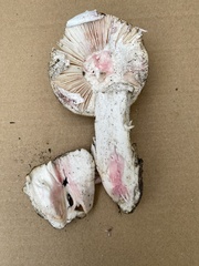 Amanita mutabilis