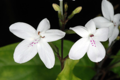 Pseuderanthemum variabile