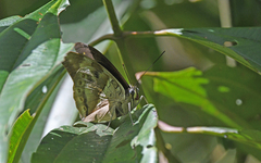 Archaeoprepona chromus