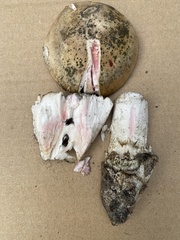 Amanita mutabilis