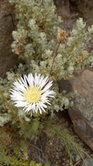 Plectocephalus chilensis