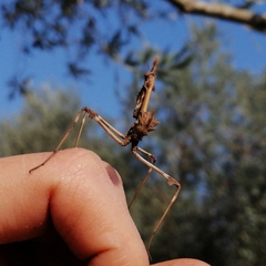 Empusa fasciata