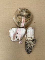 Amanita mutabilis