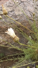 Plectocephalus chilensis