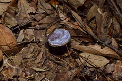 Ganoderma lucidum