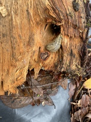 Geomalacus maculosus