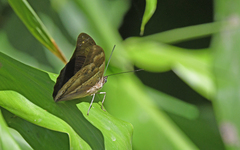 Archaeoprepona chromus