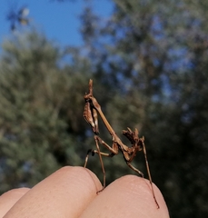 Empusa fasciata