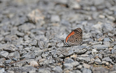 Diaethria