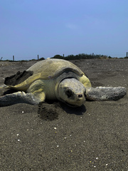 Lepidochelys kempii