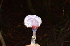 Ganoderma lucidum