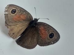 Cassionympha cassius