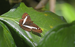 Adelpha alala