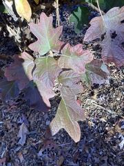 Hydrangea quercifolia