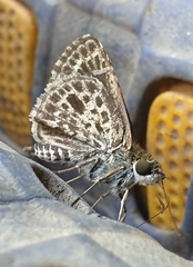 Sovia albipectus