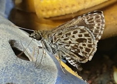 Sovia albipectus