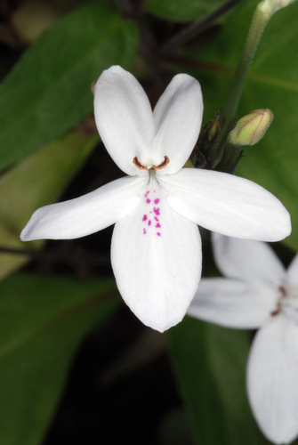 Pseuderanthemum
